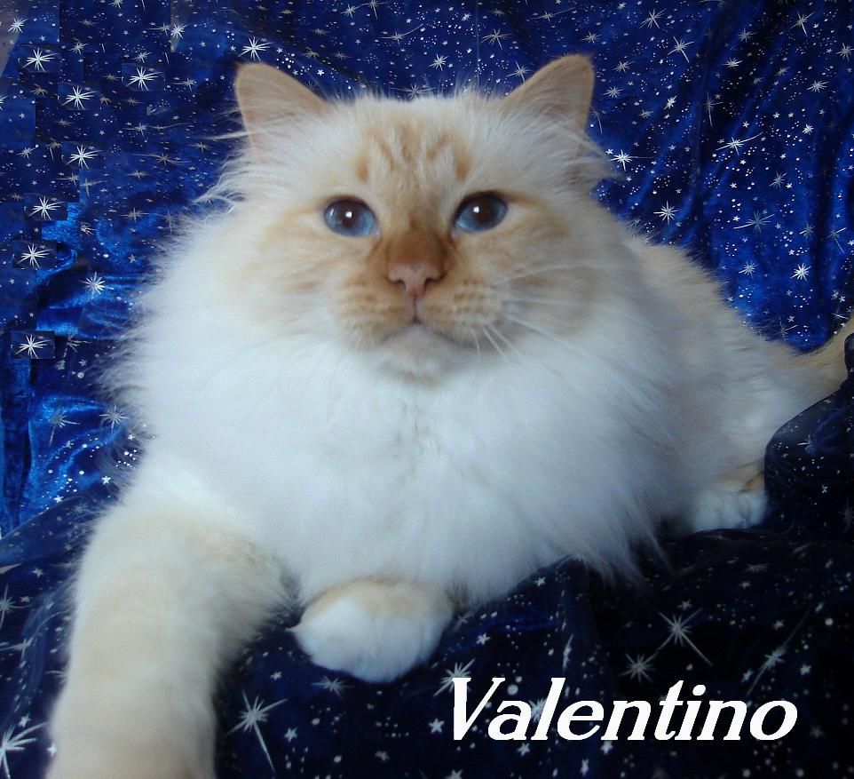 Valentino red-point groß