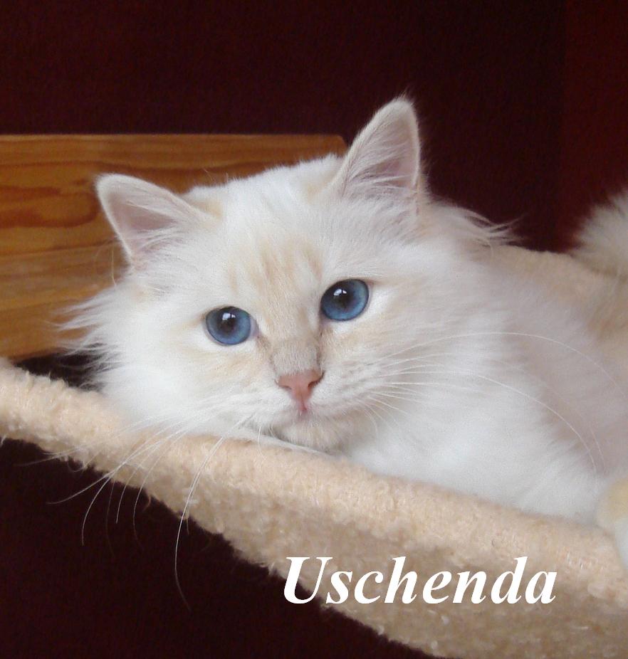 Uschenda