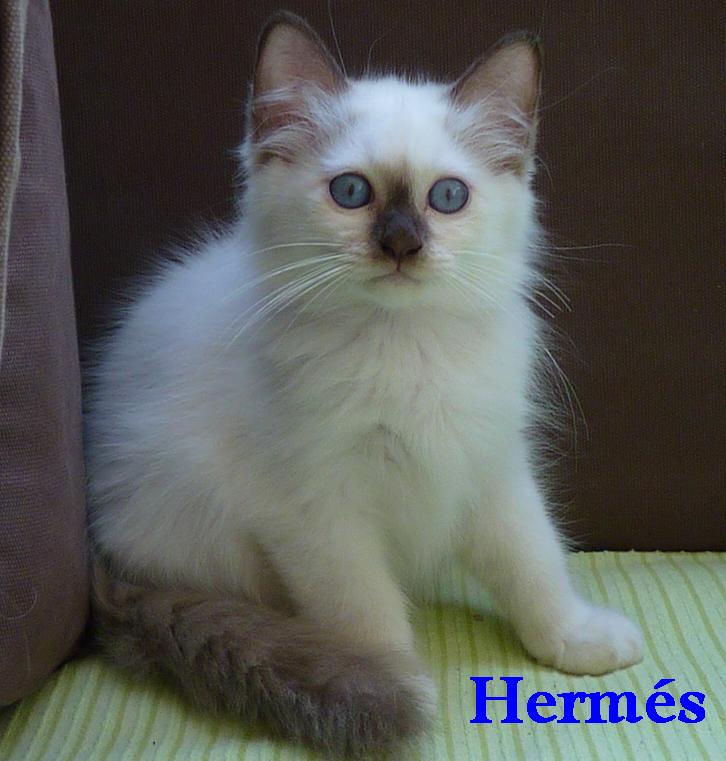 Hermes 2,5 Monate