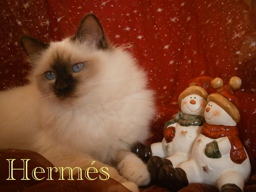 Hermes Weihnachten