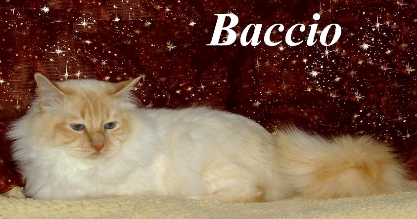 Baccio