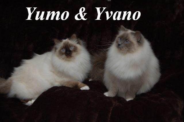 Yumo und Yvano