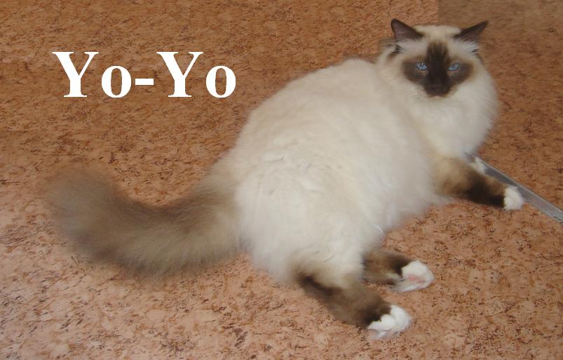 Yoyo groß